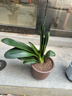 大盆君子兰盆栽名贵国宝级花卉苗绿植物圆头和尚室内客厅四季好养 大苗当年开花】12-14片叶子+带土 送肥料 实拍图