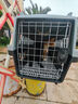 腆宠宠物航空箱大号 猫咪航空箱猫狗 猫包猫笼外出车载猫箱狗狗托运 实拍图