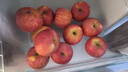 京鲜生 陕西洛川苹果红富士  净重5斤  单果200g+ 生鲜水果 实拍图