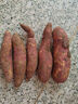 现挖沙地蜜薯红薯新鲜农家糖心番薯烤地瓜软糯批发黄心包邮 西瓜红红心蜜薯3斤中大果 实拍图