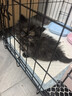 宠乐乖（CHONGLEGUAI） 猫笼 加粗侧开门折叠猫笼子大号猫别墅猫舍猫窝猫咪用品600MLZ 实拍图