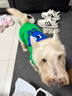 MIKI PAD狗狗衣服秋冬加厚保暖背心猫咪衣服宠物毛衣小型犬比熊泰迪雪纳瑞 萌趣云朵毛衣 XL 胸围48cm(参考体重15-20斤) 实拍图