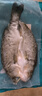 钓鱼记海鲈鱼0.8斤-1斤/条 三去调味 地标品 冷冻真空锁鲜 生鲜 鱼类 实拍图