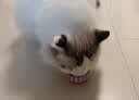 尾巴生活莓莓流心罐猫咪主食罐头 成猫幼猫营养主食湿粮罐 口味随机单罐装 实拍图