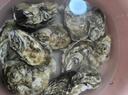 乳山牡蛎 鲜活乳山生蚝3XL 净重5斤 13-15只 生鲜海鲜 源头直发 烧烤食材 实拍图