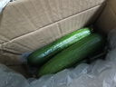 京喜加新鲜无刺水果小黄瓜小青瓜脆甜荷兰脆嫩生吃黄瓜蔬菜 水果黄瓜 1斤 净重 实拍图