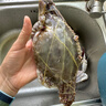舟山梭子蟹鲜活特大野生大螃蟹新鲜冷冻海鲜水产海蟹飞蟹白蟹顺丰 7-9两/只【5斤净重 特大肥壮】 实拍图