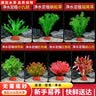 疯狂水草（FKSC）鱼缸水草蜈蚣草鱼缸造景专用真水草懒人水培植物净化水质直接入缸 百花争艳组合【适合30-40缸】（送营养液 实拍图
