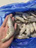 PHUKEY SEA大号厄瓜多尔冻南美白对虾 只只分离 海鲜水产 3斤 (31-40只/KG) 实拍图