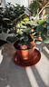 格调生活小盼菩提树盆栽绿植物室内花盆景办公室桌面观叶四季客厅好养活树 特大号盼菩提（带果发货）红色原盆 带盆栽好 实拍图