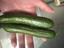 山东寿光水果黄瓜生吃脆新鲜荷兰青瓜当季无刺小黄瓜源头直发 精品水果黄瓜净重 4.5斤 实拍图