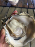 乳山牡蛎 鲜活乳山生蚝2XL 净重3斤 9-12只 生鲜海鲜  源头直发 烧烤食材 实拍图