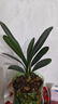 大盆君子兰盆栽名贵国宝级花卉苗绿植物圆头和尚室内客厅四季好养 【掌柜推荐】8-11片叶子+带土 送肥料 实拍图