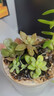 多肉植物 多肉套餐随机不重复精选办公室室内阳台室外红色系列 随机6颗多肉不重复 晒单实拍图