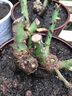 玩冒（WMO）玫瑰花大苗【3株+盆土肥】可自选当年开花大苗盆栽地栽耐寒花卉 鱼人【3棵+盆土肥】 实拍图