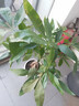 叹为观止大型植物发财树各种大颗盆栽开业乔迁客厅办公室内好养大型花卉 辫子发财树【1.2-1.4米】 含盆 实拍图