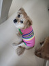 MIKI PAD狗狗衣服秋冬加厚保暖背心猫咪衣服宠物毛衣小型犬比熊泰迪雪纳瑞 彩虹条纹毛衣 XL 胸围48cm(参考体重15-20斤) 实拍图