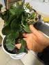 泰西丝长寿花盆栽重瓣花卉植物室内阳台桌面好养绿植带花苞发货源头直发 实拍图
