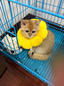 欢宠网伊丽莎白圈猫宠物狗猫咪狗狗绝育项圈软头套脖套防舔防咬脖圈耻辱 实拍图