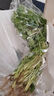 带根香菜100g 实拍图