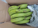 广东高山香蕉当季新鲜生鲜水果薄皮青蕉现摘现发水果源头产地直发 【5斤装】广东高山甜香蕉 实拍图