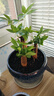 发财树盆栽大植物室内办公室桌面客厅小盆景招财树苗绿植花卉盆栽 三杆发财树 5-8cm【原盆】 【送肥料】 实拍图