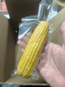 京鲜生 东北黄玉米净重3.6斤 8根*220g+ 真空包装加热即食 源头直发 实拍图