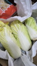 云南高原娃娃菜新鲜蔬菜生鲜乾隆白菜早餐火锅必备产地直发 浅黄色 新鲜娃娃菜3颗装*2包 实拍图