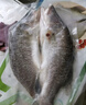 仙泉湖三去白蕉海鲈鱼1斤/条净膛冷冻刺少肉厚珠海特产500g生鲜食材 实拍图