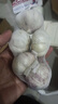山东金乡蒜大蒜出口标准精选大蒜头蔬菜调料单果5cm 网兜装袋5头 150g 5-5.5cm特大 实拍图