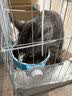 柒哦猫碗宠物碗食盆不锈钢猫咪悬挂式挂笼子猫粮兔子盆狗碗防打翻水碗 青春蓝小号【单食盆】 实拍图