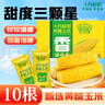 十月稻田 白糯玉米 4.16斤(260g*8根) 低脂早餐 东北玉米 杂粮粗粮 实拍图