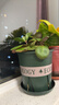 九千谷花盆加仑盆塑料花盆家用园艺种植小花盆带托盘14*14cm 2个装5051 实拍图