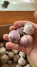 志褚独头蒜大蒜头 2024云南大理紫皮独蒜 精品新鲜现挖湿蒜 3斤装【大果3.0-3.5cm】 实拍图