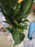 行湘白掌绿植盆栽桌面花卉水培 白掌+白色塑料泡泡吸水盆 源头直发 实拍图