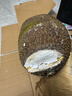 京鲜生越南进口菠萝蜜一整个净重8-10斤新鲜水果源头直发一件包邮 实拍图