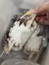 舟山梭子蟹鲜活特大野生大螃蟹新鲜冷冻海鲜水产海蟹飞蟹白蟹顺丰 7-9两/只【5斤净重 特大肥壮】 实拍图