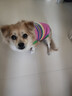 MIKI PAD狗狗衣服秋冬加厚保暖背心猫咪衣服宠物毛衣小型犬比熊泰迪雪纳瑞 彩虹条纹毛衣 XL 胸围48cm(参考体重15-20斤) 实拍图