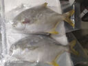 环球水产南海大金鲳鱼550g1条 BAP认证 海鱼水产 生鲜鱼类 火锅 烧烤海鲜 实拍图