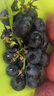 云南夏黑葡萄无籽黑提子黑加仑巨峰孕妇当应季新鲜水果现摘当季 云南建水夏黑葡萄2斤 实拍图