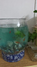 桌面鱼缸家用透明耐摔客厅办公室桌面金鱼水培绿植小型生态造景缸 特大号  桌面生态鱼缸 实拍图