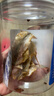 北海印象北海特产烤开心鱼干100g 即食海味零食海产干货 年货春节送礼礼品 实拍图