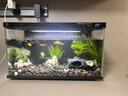 米家（MIJIA）小米米家智能生态鱼缸还原自然生态补仓一次三月无忧出差旅行必备 实拍图