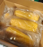 十月稻田 黑糯玉米 3.52斤(220g*8根) 东北玉米 杂粮粗粮 低脂早餐 新米 实拍图