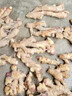 农多鲜 云南小黄姜 新鲜蔬菜现挖现发调味料火锅食材 产地直供 小黄姜净重1斤 云南小黄姜 实拍图
