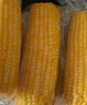 十月稻田 黄糯玉米 3.52斤(220g*8根)  杂粮粗粮 东北玉米 低脂早餐 新米 实拍图