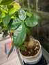 【带盆高度约15-25cm】发财树盆栽室内植物客厅办公室吸甲醛好养 单杆发财树+塑料四方舍得盆+小方底座 花盆直径约8cm 实拍图