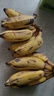 柠檬君【厂商直发】云南有机老实芭蕉香蕉口感香甜软糯 有机老实芭蕉3斤装 实拍图