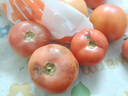 【超市精选】山东沙瓤水果西红柿新鲜番茄蔬菜减肥单果100g起 西红柿中大果 4斤 带箱 实拍图