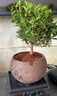 开时果 小叶赤楠盆景摆件 办公室桌面绿植花卉好养盆栽植物源头直发包邮 【推荐款】舍得紫砂盆+苔藓+底座 实拍图